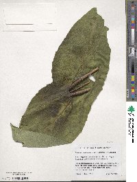 Silphium perfoliatum image