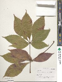 Aesculus glabra image