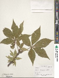 Aesculus glabra image