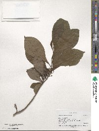 Lindera erythrocarpa image