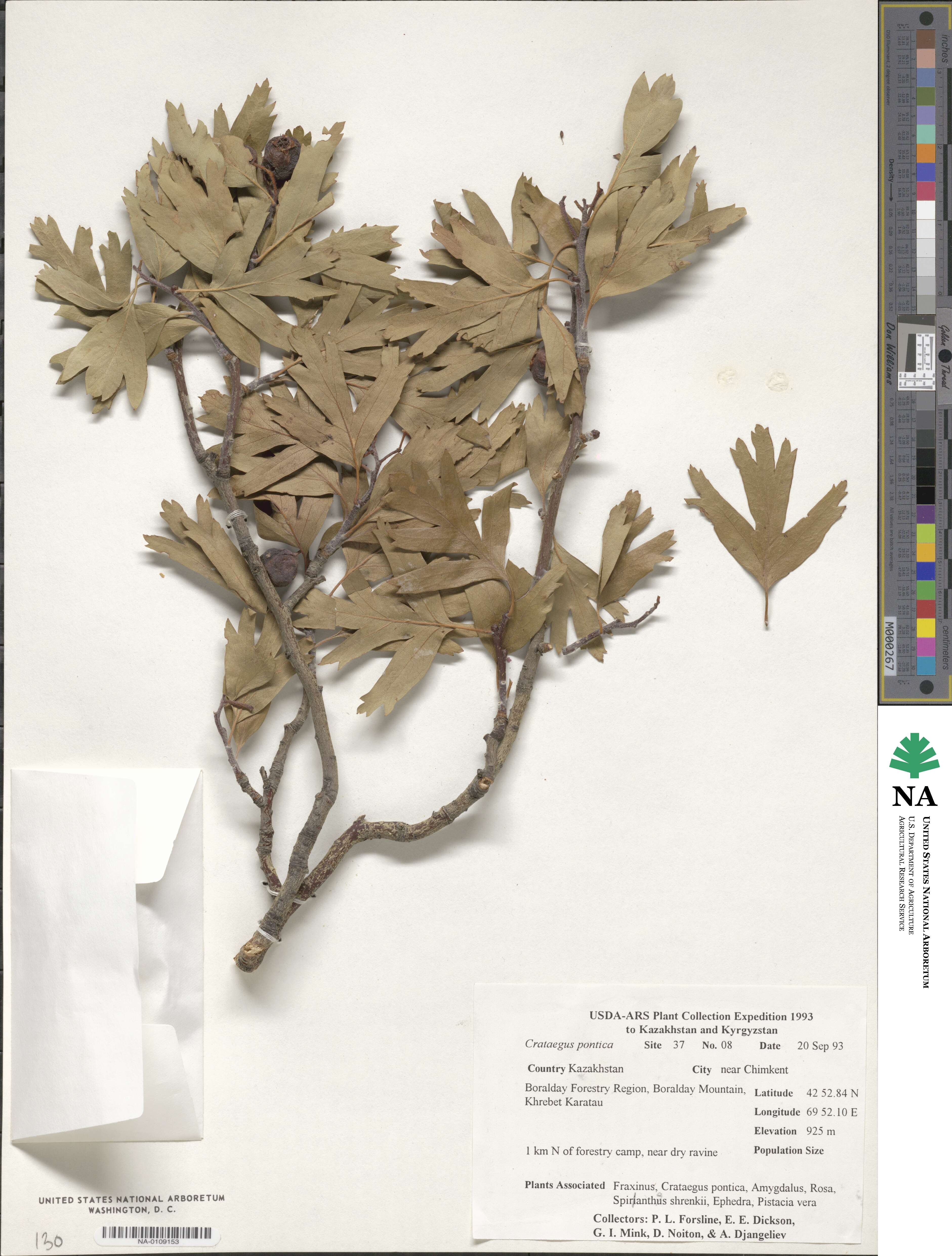 Crataegus azarolus image