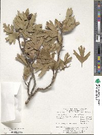 Crataegus azarolus var. pontica image