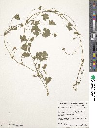 Potentilla verna image