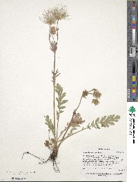 Geum triflorum image