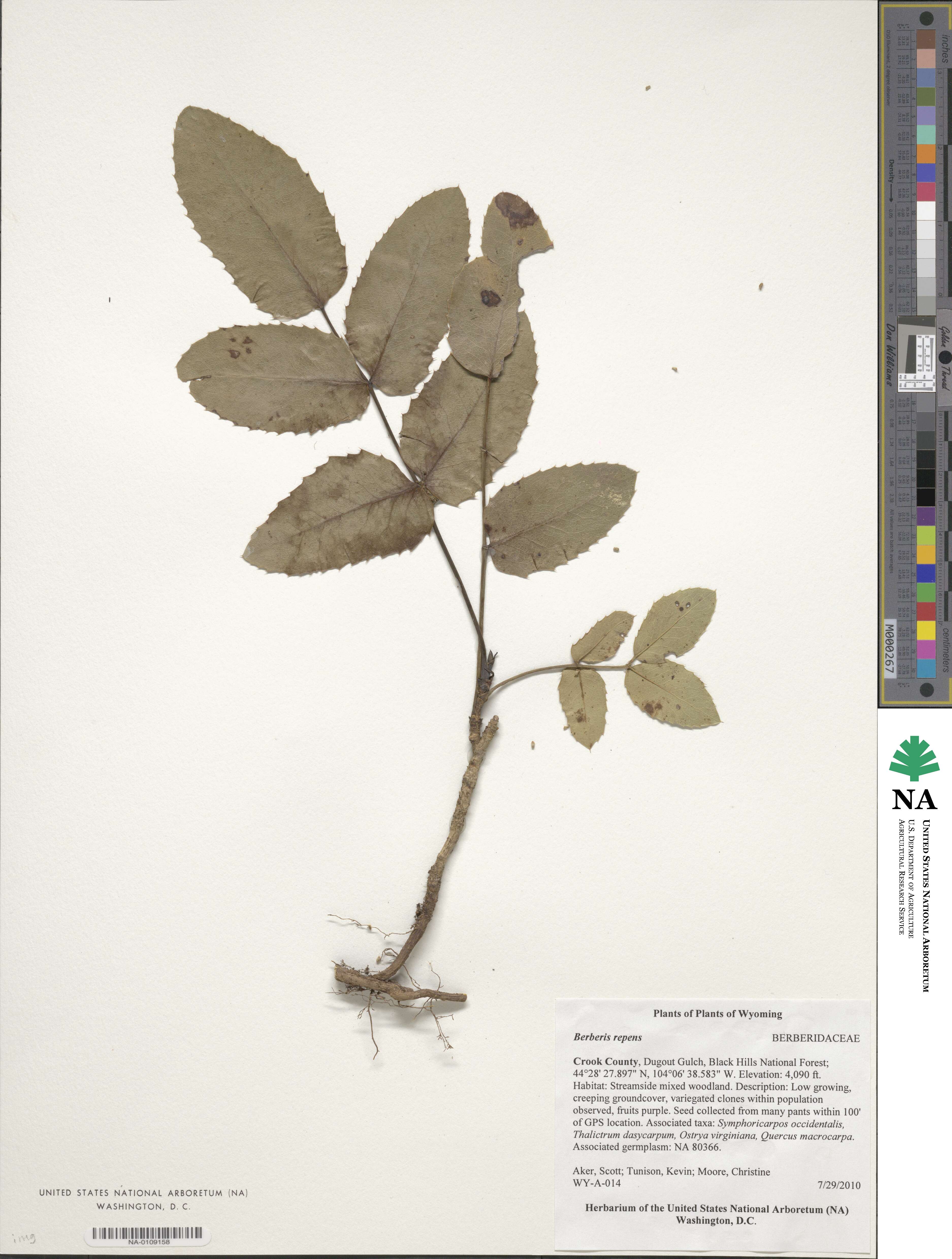Mahonia repens image
