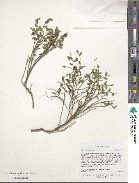 Vaccinium scoparium image