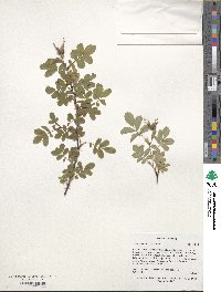 Rosa acicularis image