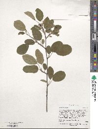 Amelanchier alnifolia image