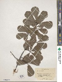 Quercus nigra image