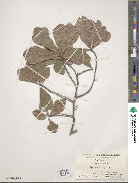 Quercus nigra image