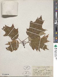 Quercus rubra image