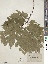 Quercus rubra image