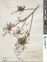 Quercus prinoides image