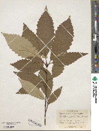 Quercus muehlenbergii image