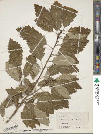 Quercus muehlenbergii image