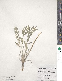 Oxytropis sericea image