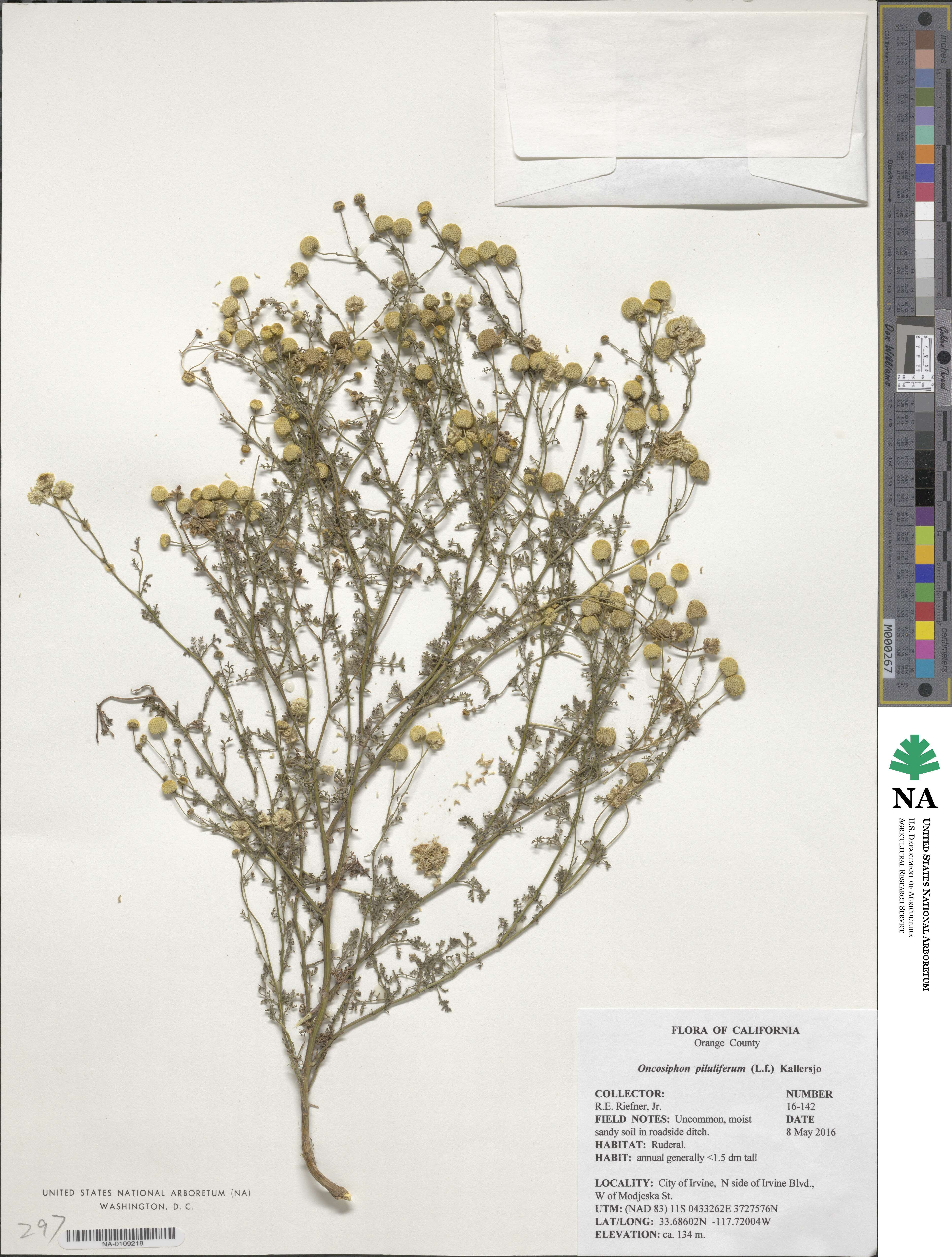Oncosiphon piluliferum image