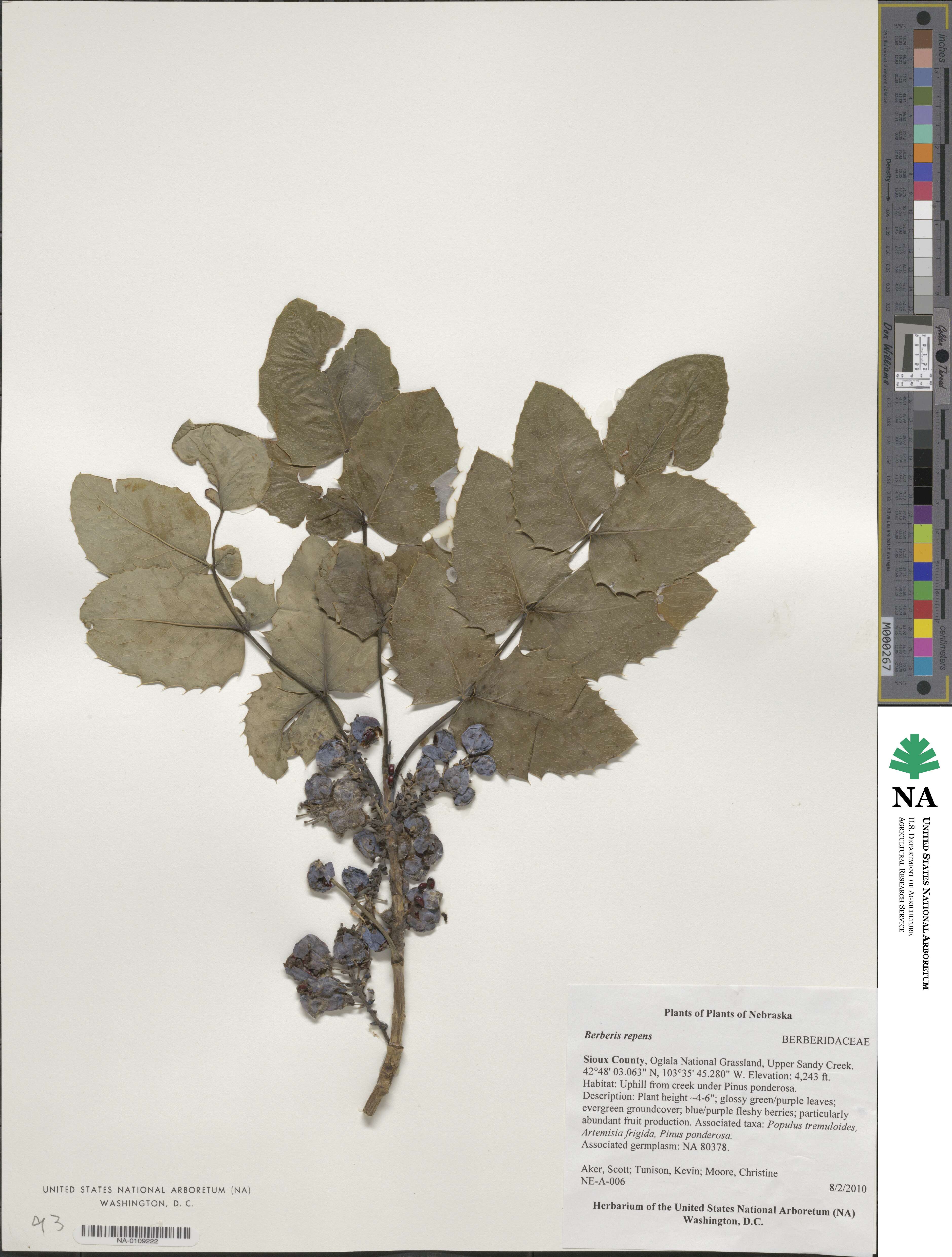 Mahonia repens image