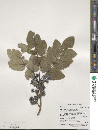 Mahonia repens image