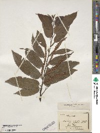 Castanea crenata image