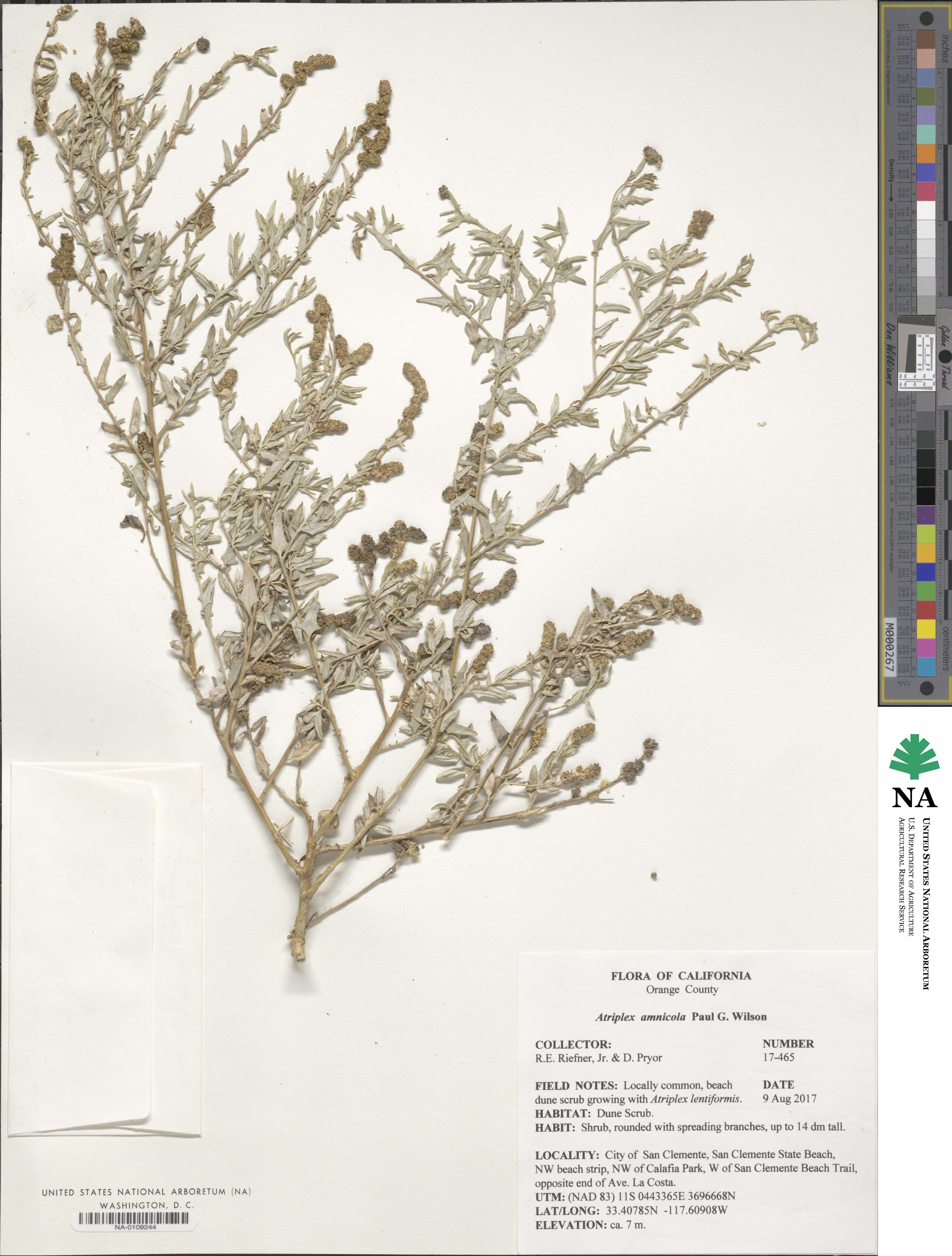 Atriplex amnicola image