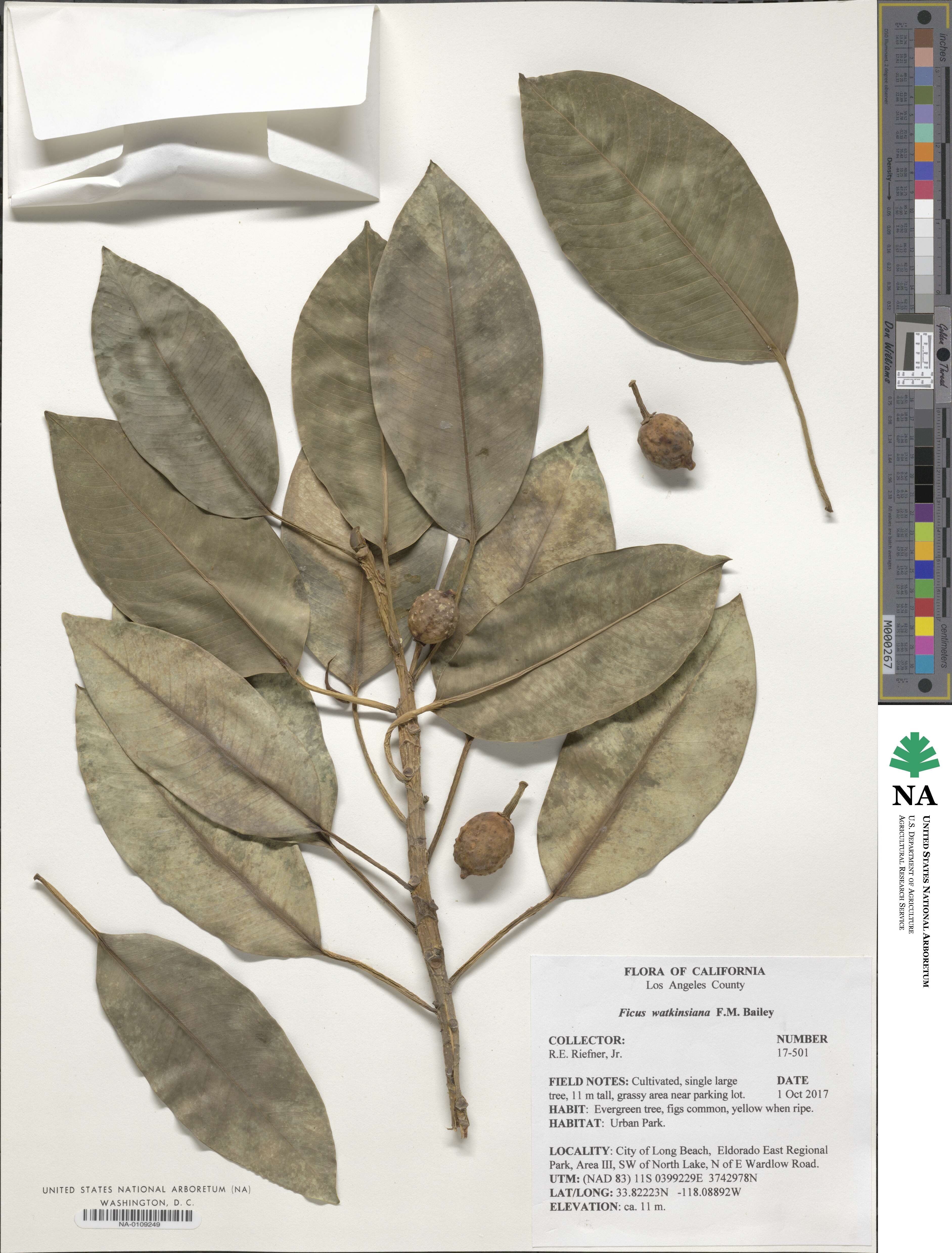 Ficus watkinsiana image