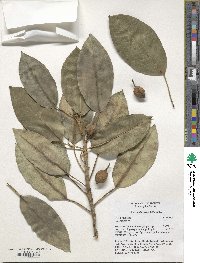 Ficus watkinsiana image