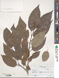 Diospyros virginiana image