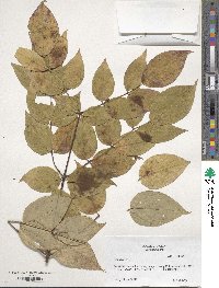 Aralia spinosa image