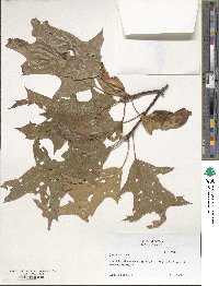 Quercus velutina image