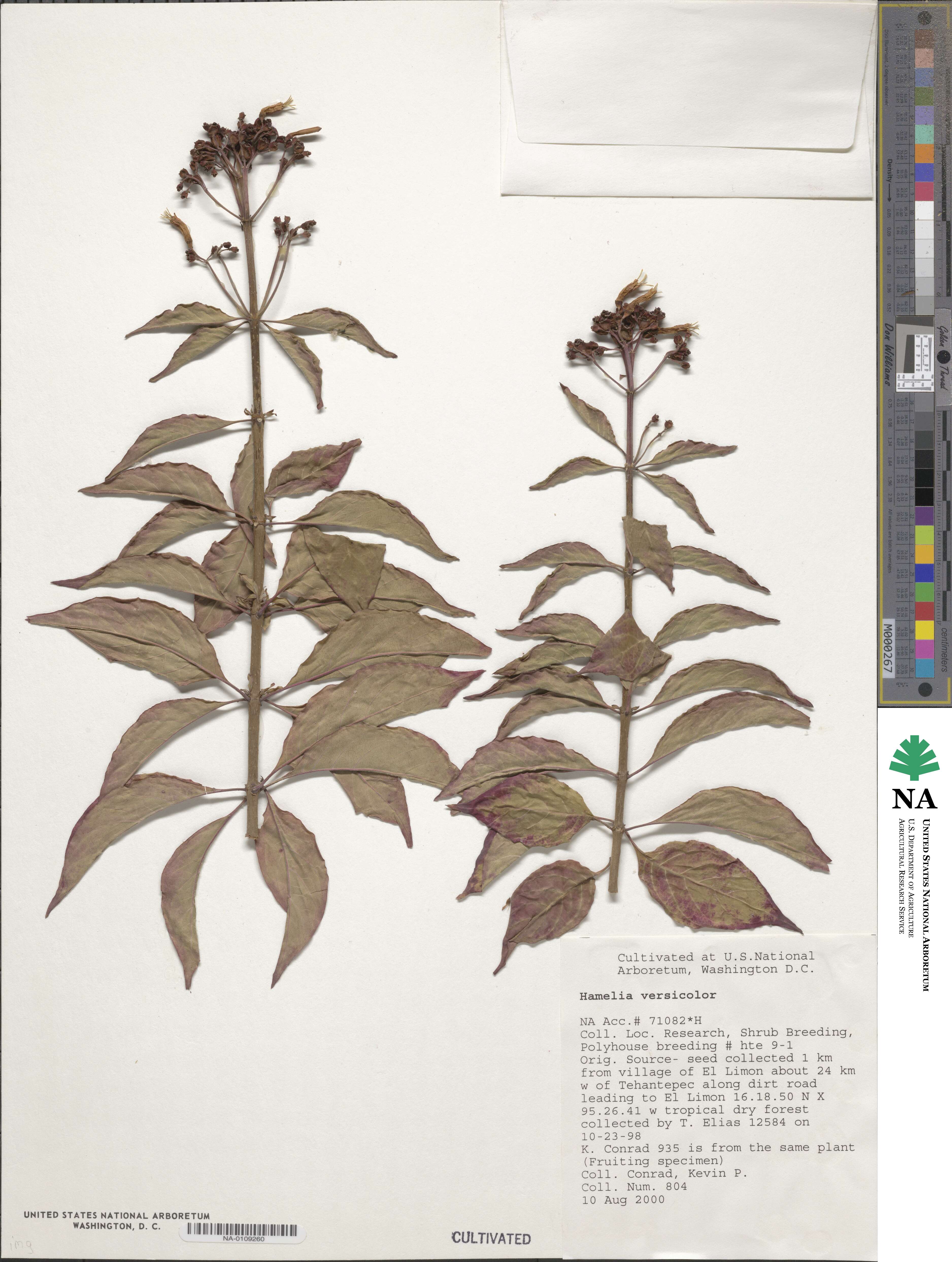 Hamelia image