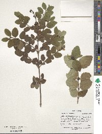 Symphoricarpos occidentalis image