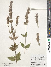 Agastache foeniculum image