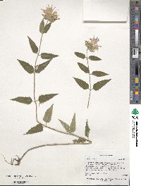 Monarda fistulosa image