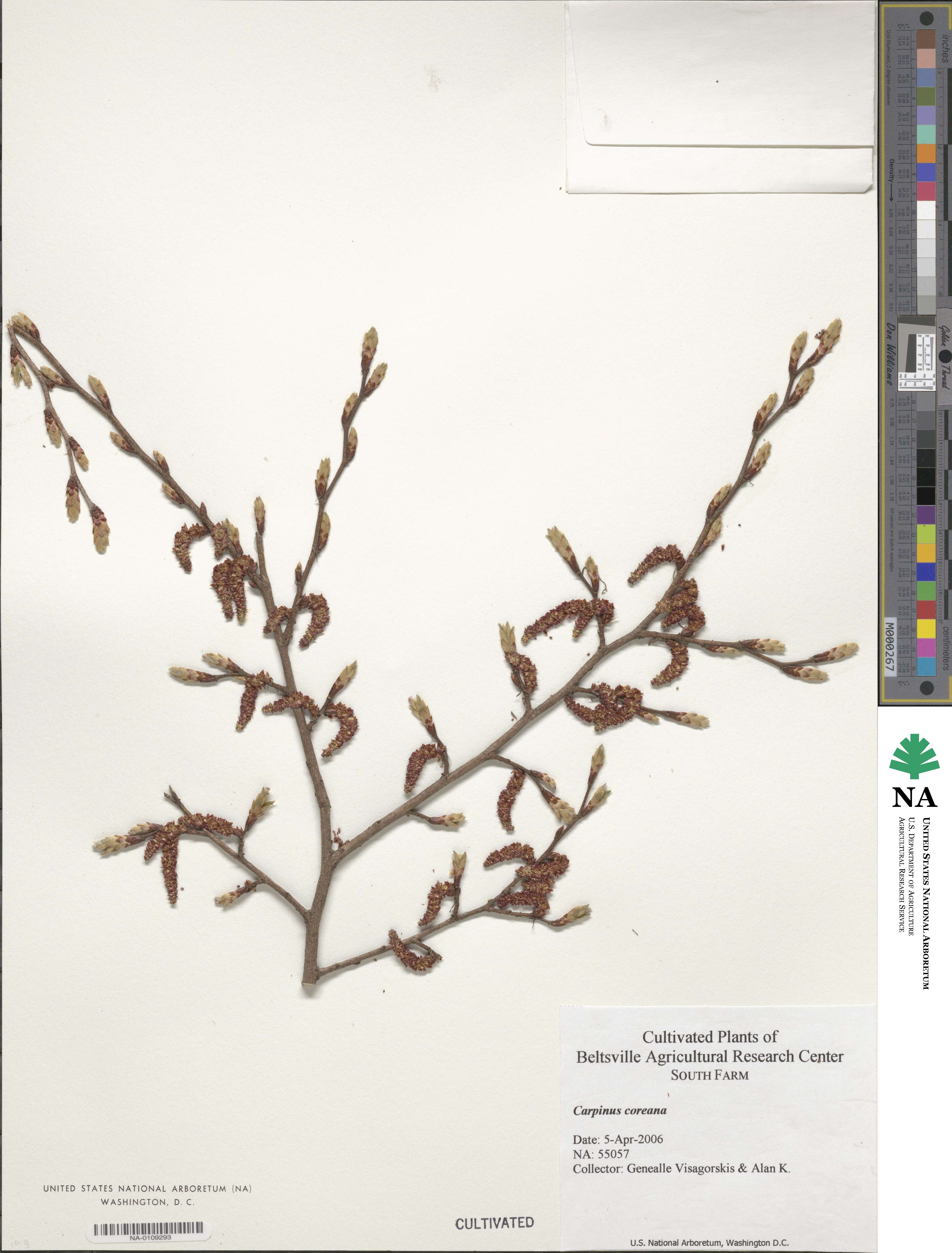 Carpinus turczaninovii image