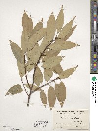 Quercus acuta image