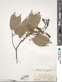 Quercus acuta image