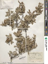 Quercus vaseyana image