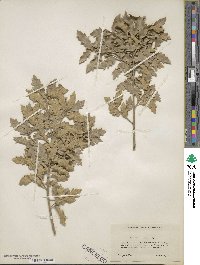 Quercus undulata image