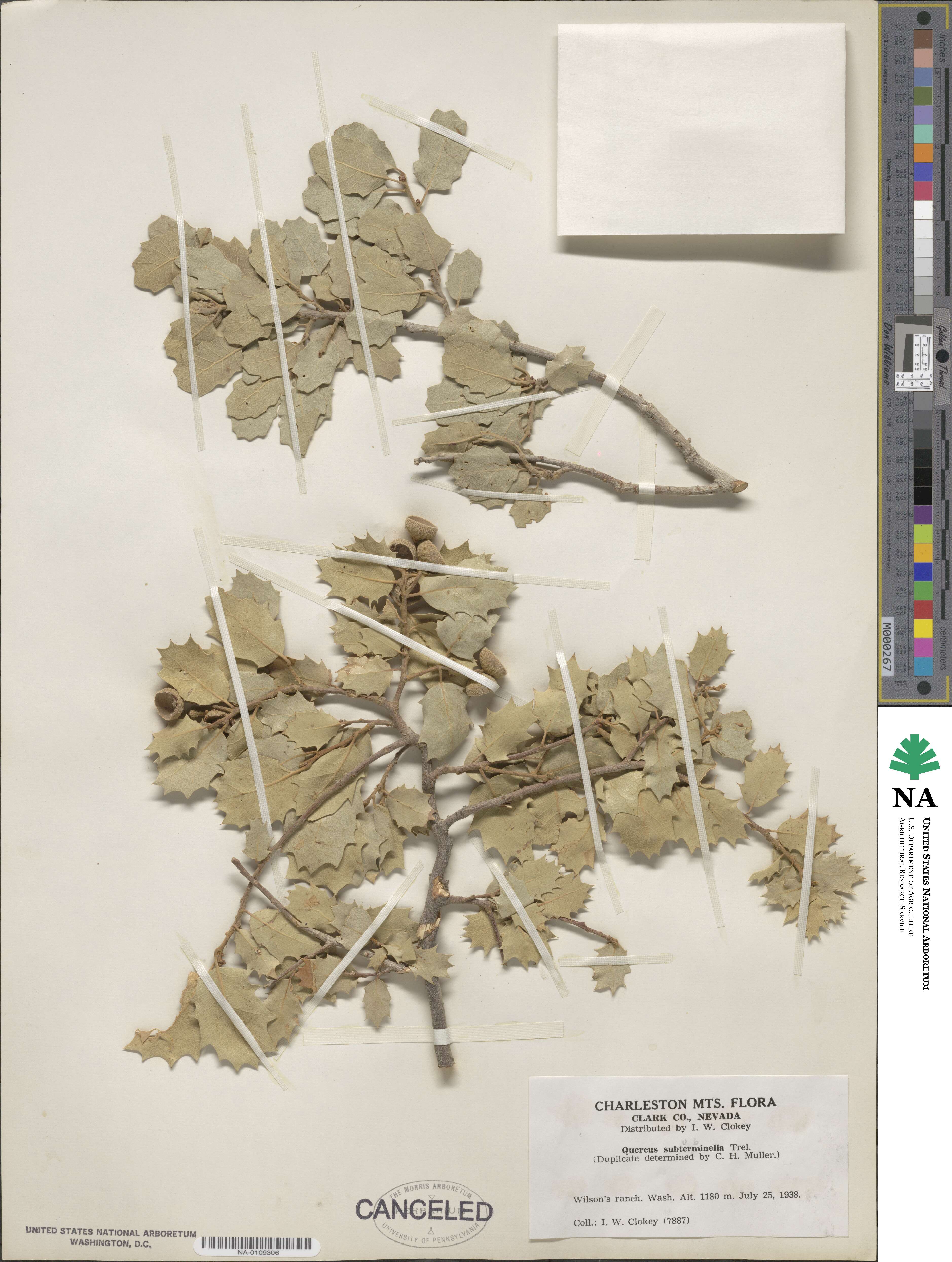 Quercus turbinella image