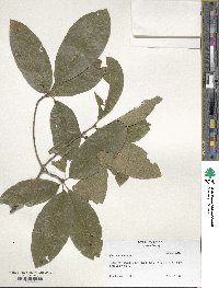 Quercus imbricaria image