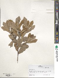 Quercus minima image