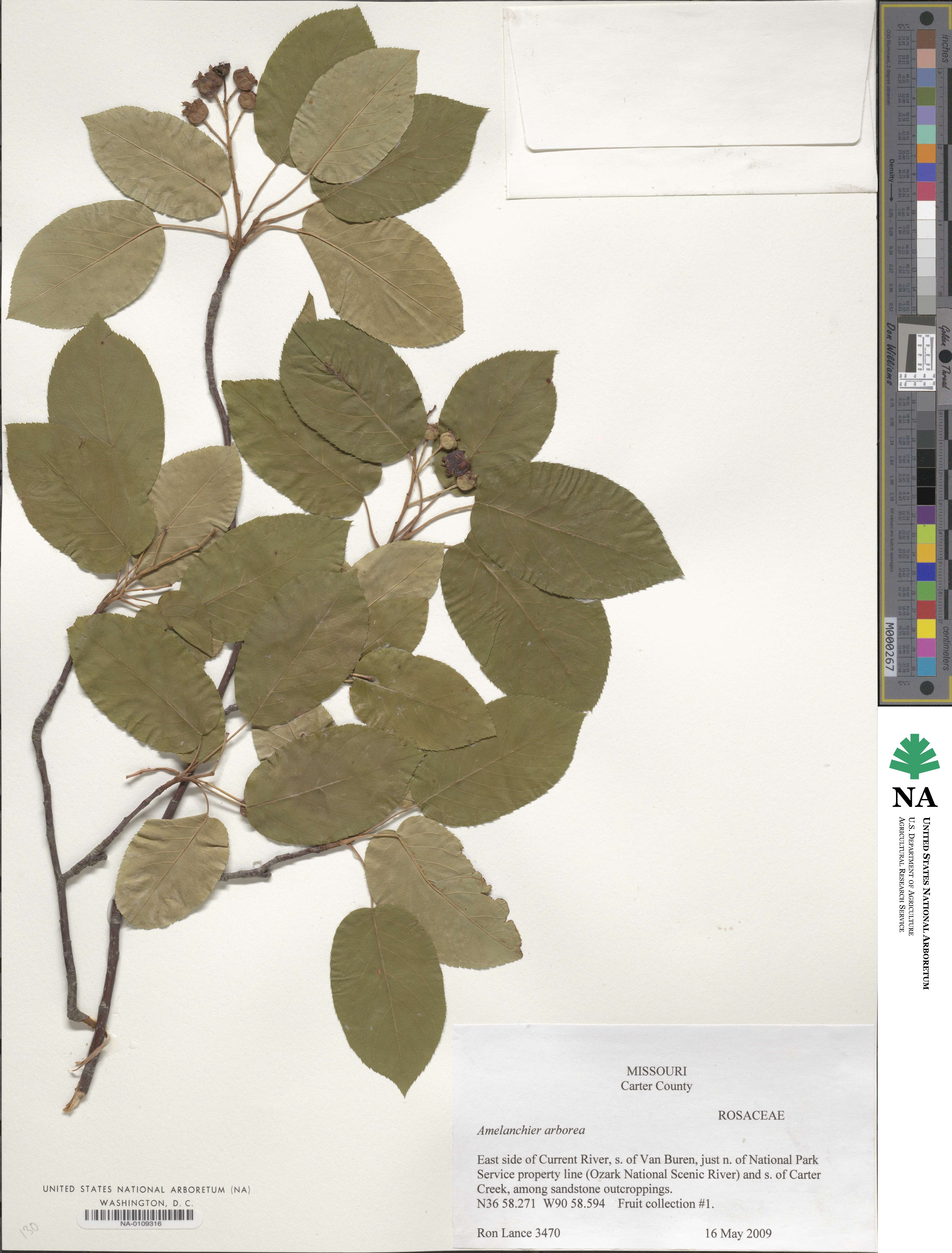 Amelanchier arborea image