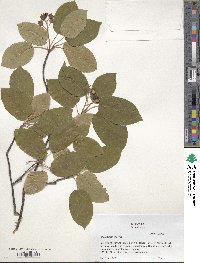 Amelanchier arborea image