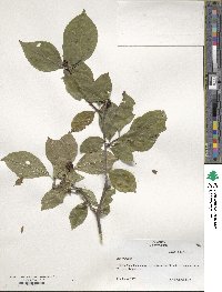 Ilex ambigua image