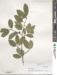 Ilex amelanchier image