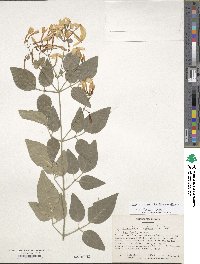 Jasminum officinale image