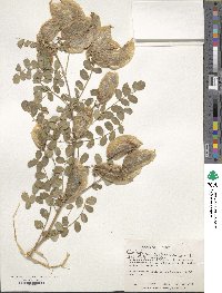 Image of Colutea arborescens