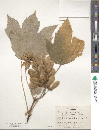 Acer pseudoplatanus image