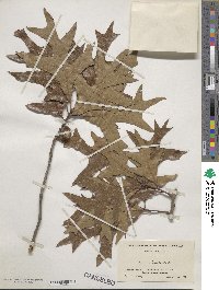 Quercus laevis image